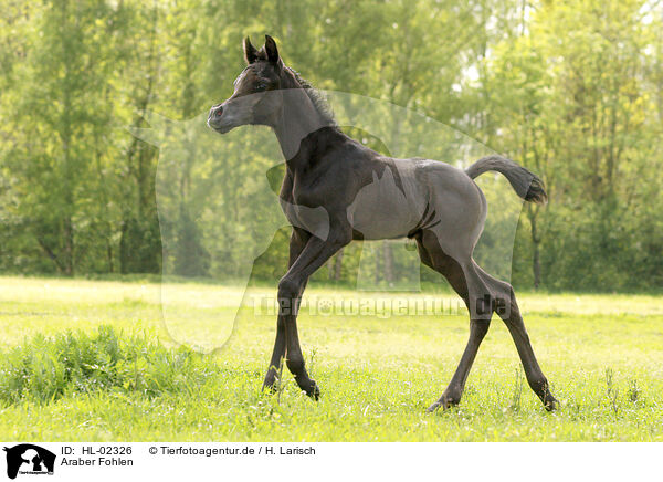 Araber Fohlen / arabian horse foal / HL-02326