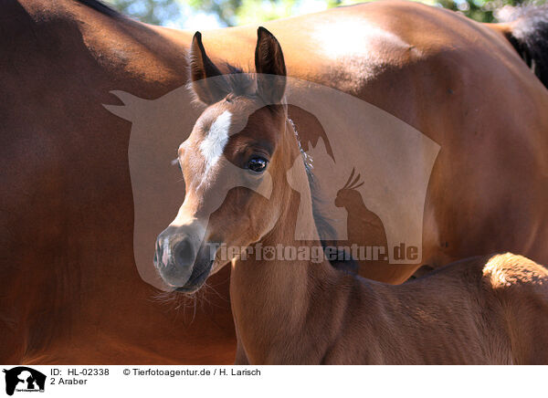 2 Araber / 2 arabian horses / HL-02338