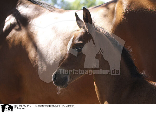 2 Araber / 2 arabian horses / HL-02340