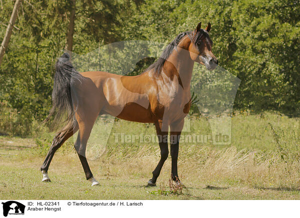 Araber Hengst / arabian horse stallion / HL-02341