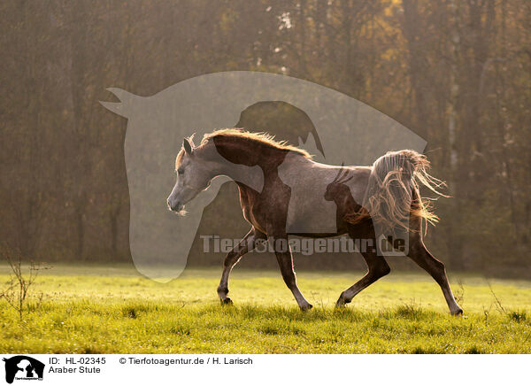 Araber Stute / arabian horse mare / HL-02345
