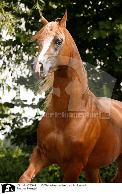 Araber Hengst / arabian horse stallion / HL-02347