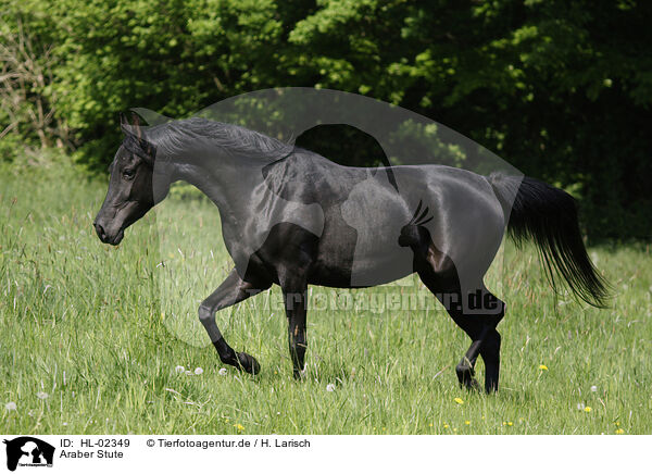 Araber Stute / arabian horse mare / HL-02349