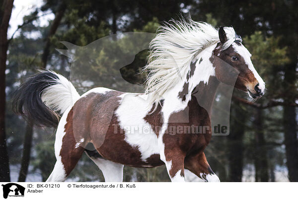 Araber / arabian horse / BK-01210