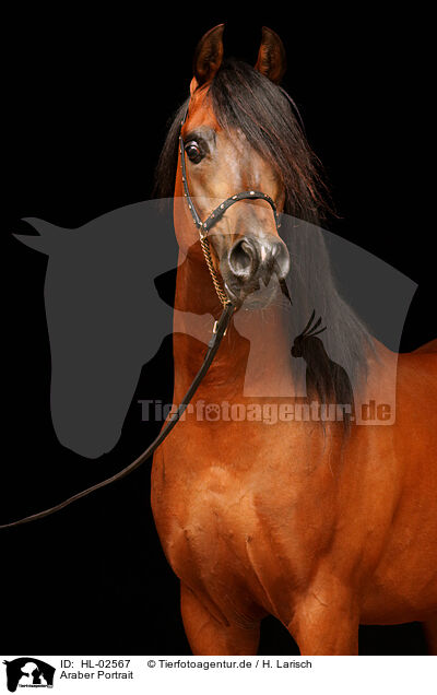Araber Portrait / arabian horse portrait / HL-02567