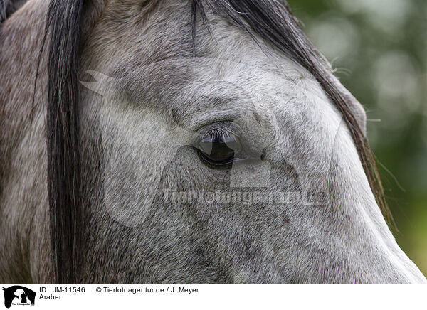 Araber / arabian horse / JM-11546