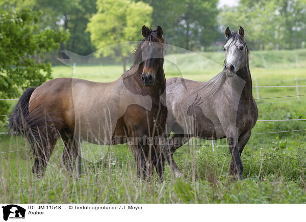 Araber / arabian horses / JM-11548