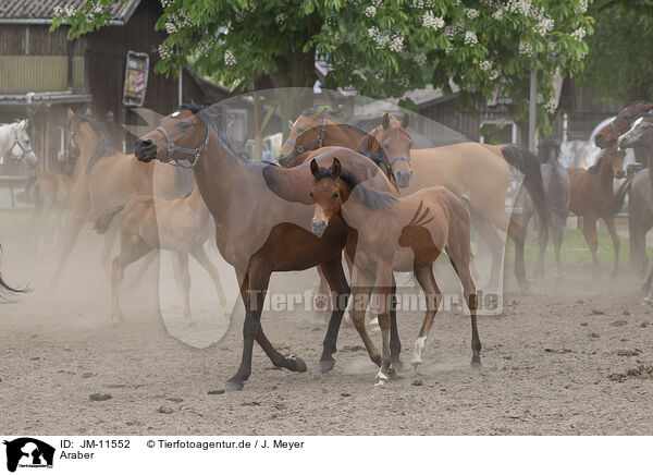 Araber / arabian horses / JM-11552