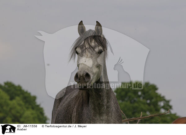 Araber / arabian horse / JM-11558