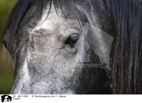 Araber / arabian horse / JM-11562