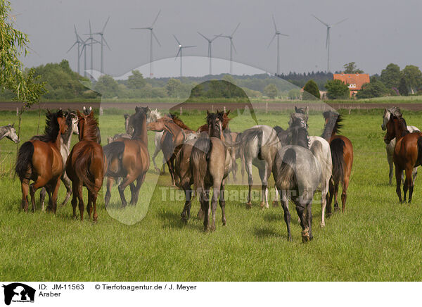 Araber / arabian horses / JM-11563