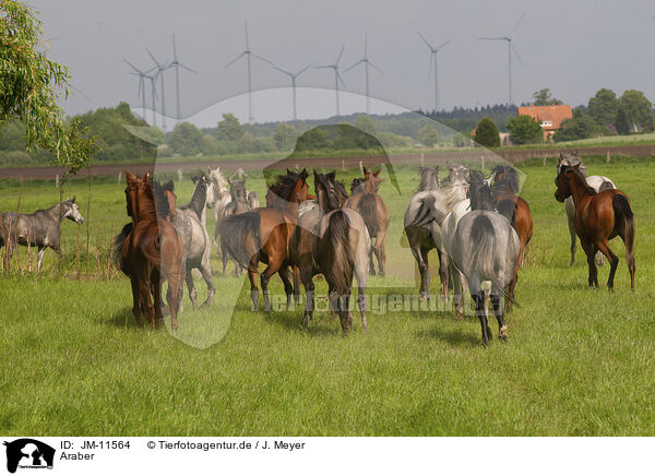 Araber / arabian horses / JM-11564