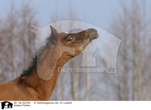 Araber Fohlen / arabian horse foal / HL-02749