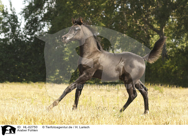 Araber Fohlen / arabian horse foal / HL-02750