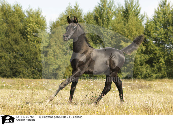 Araber Fohlen / arabian horse foal / HL-02751