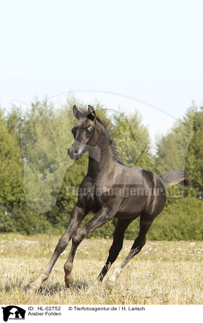 Araber Fohlen / arabian horse foal / HL-02752
