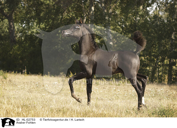 Araber Fohlen / arabian horse foal / HL-02753