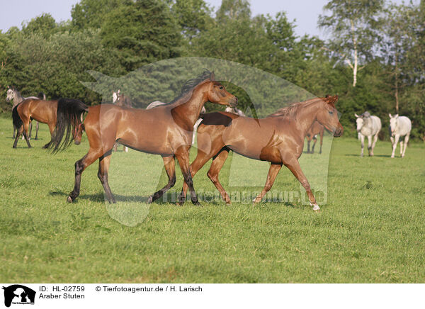 Araber Stuten / arabian horse mares / HL-02759