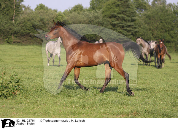 Araber Stuten / arabian horse mares / HL-02761