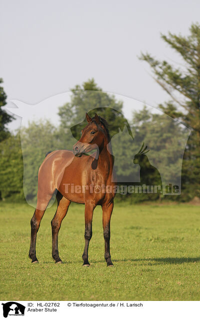 Araber Stute / arabian horse mare / HL-02762