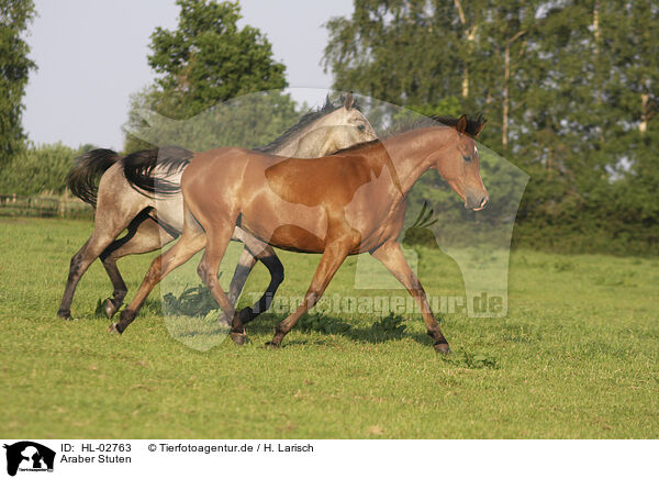 Araber Stuten / arabian horse mares / HL-02763