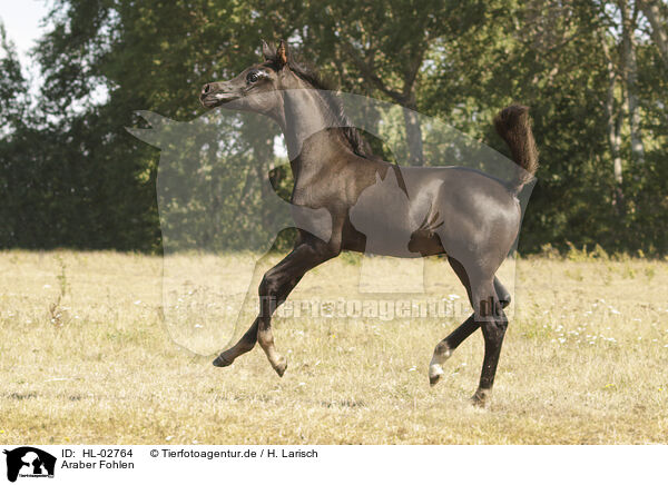 Araber Fohlen / arabian horse foal / HL-02764