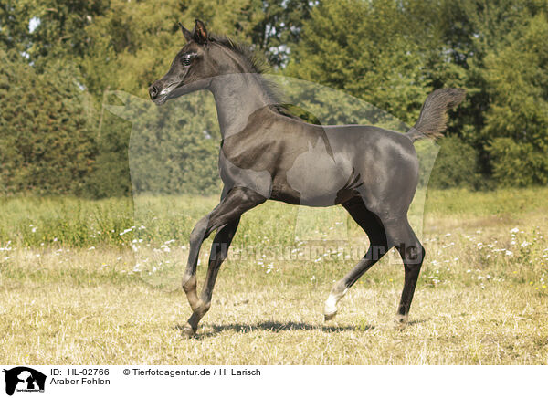Araber Fohlen / arabian horse foal / HL-02766