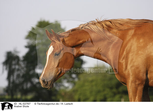 Araber Stute / arabian horse mare / HL-02767