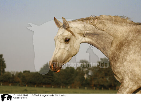 Araber Stute / arabian horse mare / HL-02769