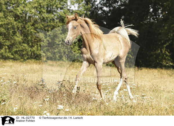 Araber Fohlen / arabian horse foal / HL-02770