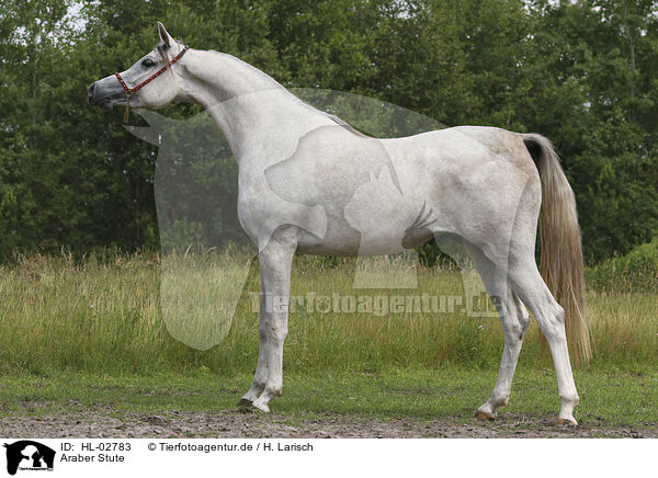 Araber Stute / arabian horse mare / HL-02783