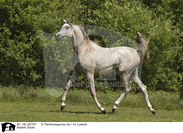 Araber Stute / arabian horse mare / HL-02791
