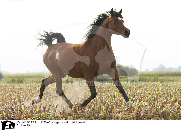 Araber Stute / arabian horse mare / HL-02792