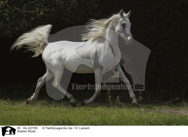 Araber Stute / arabian horse mare / HL-02795