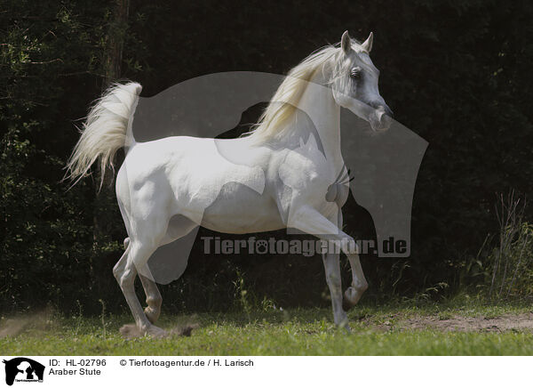 Araber Stute / arabian horse mare / HL-02796