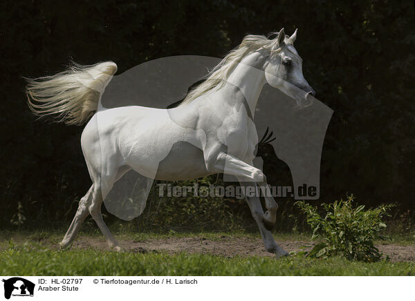 Araber Stute / arabian horse mare / HL-02797