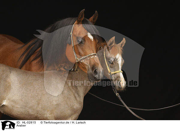 Araber / arabians / HL-02815