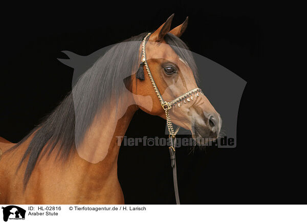 Araber Stute / arabian horse mare / HL-02816