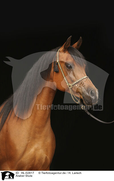 Araber Stute / arabian horse mare / HL-02817