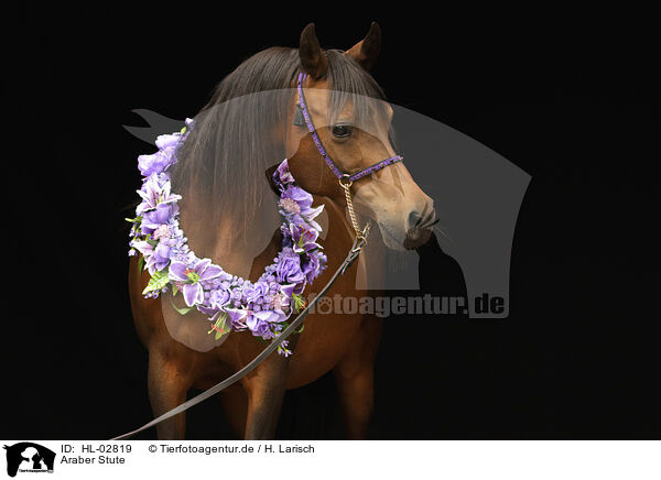 Araber Stute / arabian horse mare / HL-02819