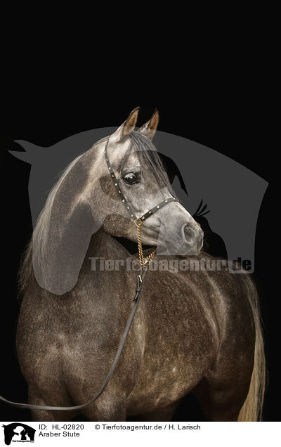 Araber Stute / arabian horse mare / HL-02820