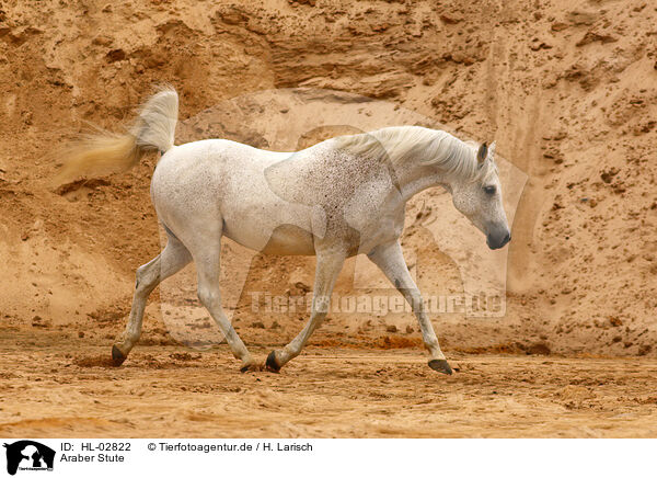 Araber Stute / arabian horse mare / HL-02822