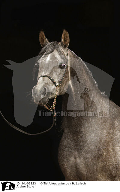 Araber Stute / arabian horse mare / HL-02823