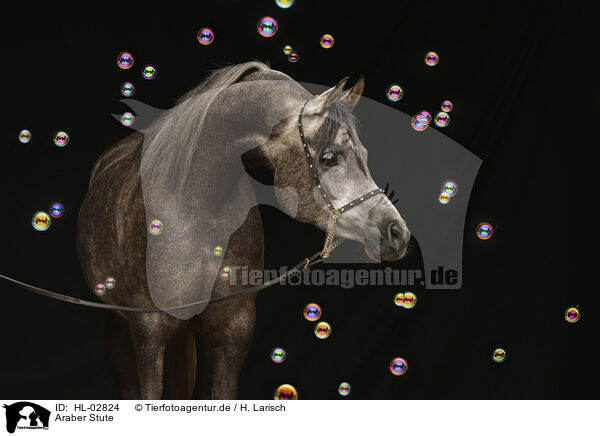 Araber Stute / arabian horse mare / HL-02824