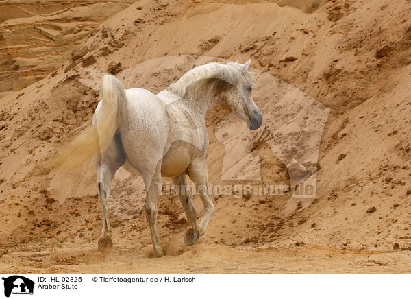 Araber Stute / arabian horse mare / HL-02825
