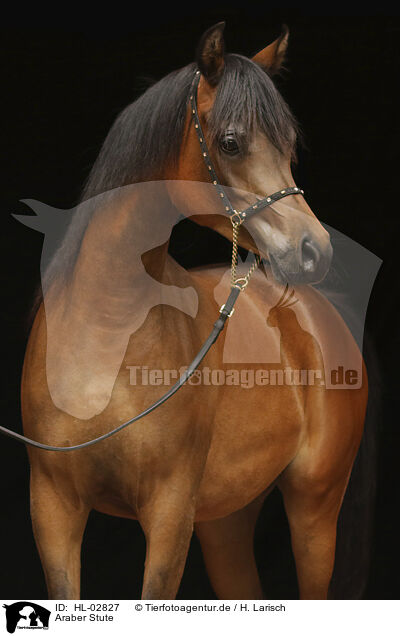 Araber Stute / arabian horse mare / HL-02827