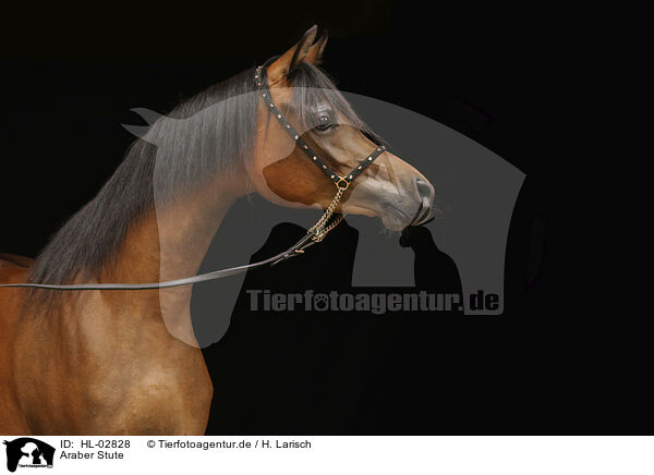 Araber Stute / arabian horse mare / HL-02828