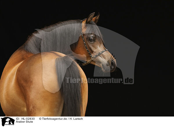 Araber Stute / arabian horse mare / HL-02830