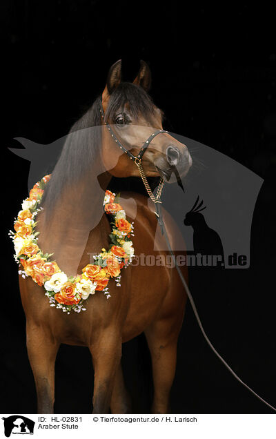Araber Stute / arabian horse mare / HL-02831