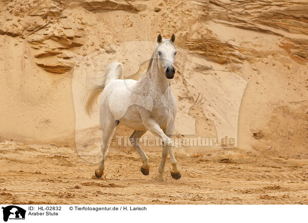 Araber Stute / arabian horse mare / HL-02832